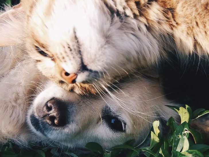 Help Your Pets