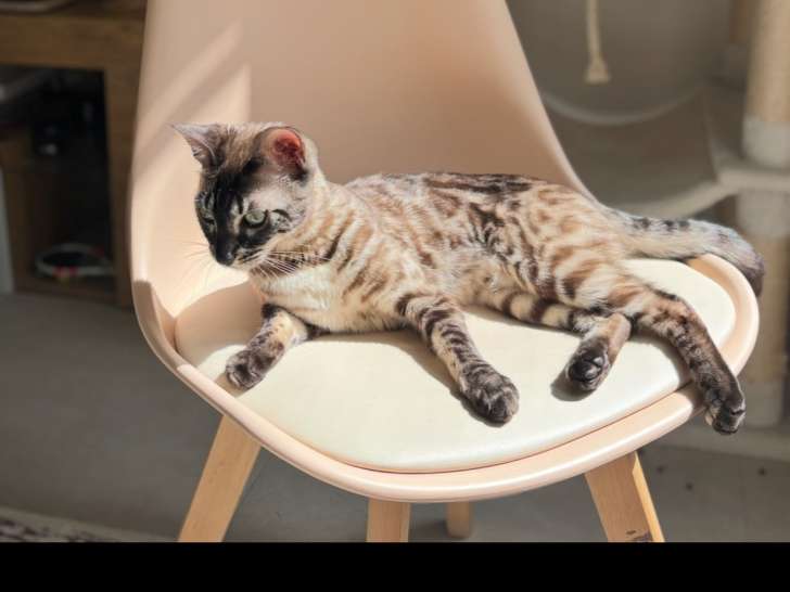 Bengal Premium