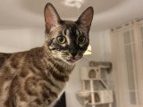 Bengal Premium