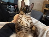 Bengal Premium