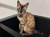 Bengal Premium