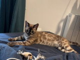 Bengal Premium