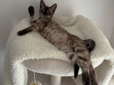 Bengal Premium