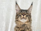 De la Reine Oly