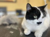 BCB dog