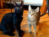 Moulin & Compagnons