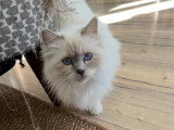 La Chatterie des Rots Mignons
