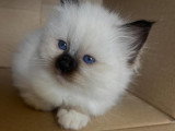La Chatterie des Rots Mignons