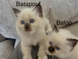 La Chatterie des Rots Mignons