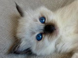La Chatterie des Rots Mignons