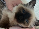 La Chatterie des Rots Mignons