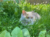 Apple, notre British Shorthair fawn
