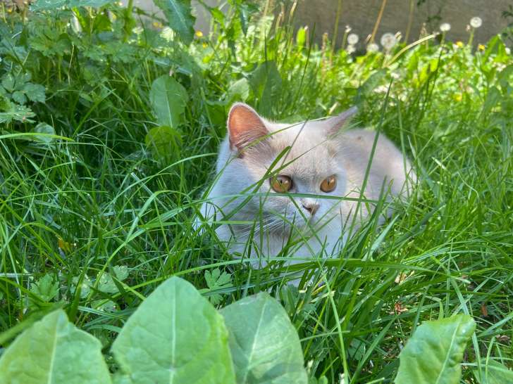 Apple, notre British Shorthair fawn