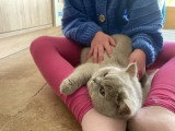 Nos chats vivent pleinement au cœur de la famille