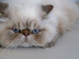 Chatterie de la Renouée