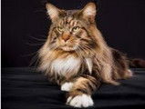 Mainecoon 33