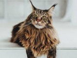 Mainecoon 33