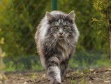 Mainecoon 33
