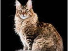 Mainecoon 33
