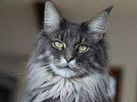 Mainecoon 33