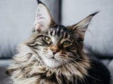 Mainecoon 33
