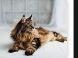 Mainecoon 33