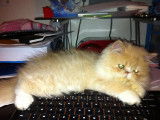 la boite a nounours