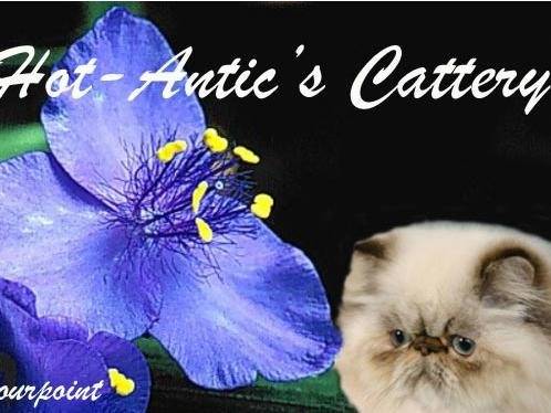 Hot-Antic's Cattery