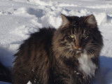 Chatterie des 4 Seigneurs