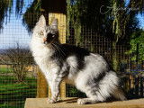 La Chatterie d'Angora'mour