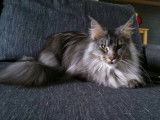 Melisande