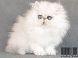 Royal Snowball d'Amarantiano