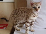 Mohan Bengal