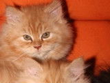 Chatterie de la Fée