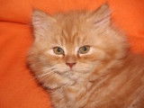 Chatterie de la Fée