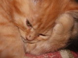 Chatterie de la Fée