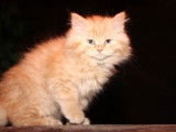Chatterie de la Fée
