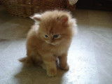 Chatterie de la Fée