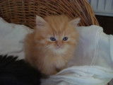 Chatterie de la Fée