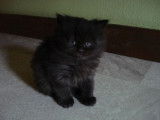 Chatterie de la Fée