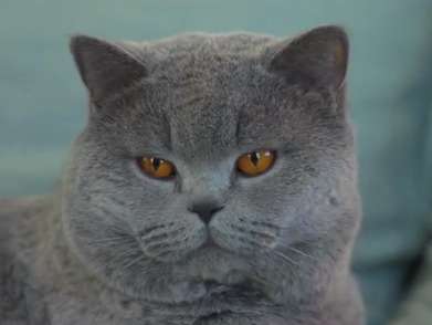 De la Dent du Chat