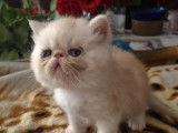 male exotic shorthair dsponible