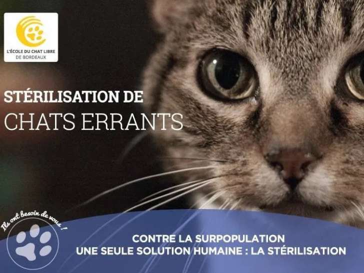 École du Chat Libre de Bordeaux