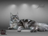Maine Coon World