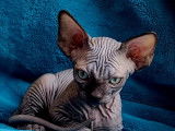 Blueberry Sphynx