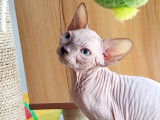 Blueberry Sphynx