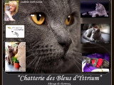 Chatterie des bleus d'Yttrium