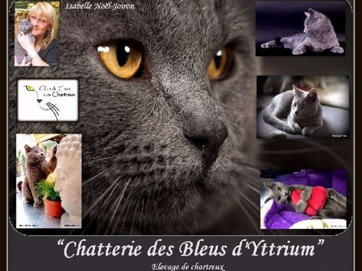 Chatterie des bleus d'Yttrium