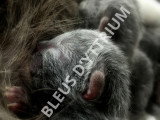 Chatterie des bleus d'Yttrium