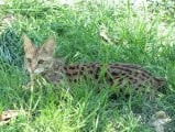 Savane Africaine Féline
